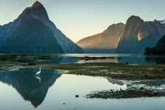 Heron, Milford Sound