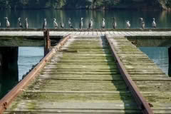 Shags on the wharf, Akaroa