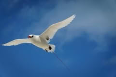 9.1468061686.birds-on-honeymoon-island