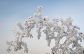 Hoar_Frost-84 Hoar_Frost-84