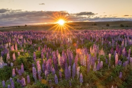 Tekapo-539 Tekapo-539