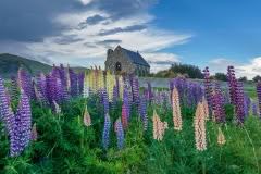 Lupins-Church-of-the-Good-Sheperd