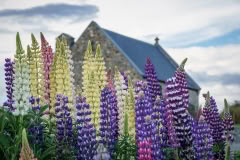 Lupins-Tekapo