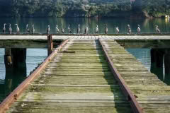 Shags-on-the-wharf-Akaroa