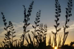 Sunset, Styx Mill, Christchurch