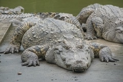 076IMG_0804-crocs