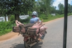 124IMG_1258-pig-anyone