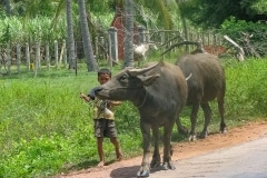 125IMG_1262-waterbuffalo