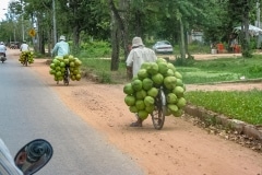 126IMG_1274-coconuts