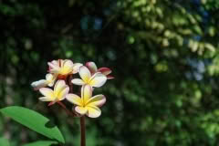 9.1468060806.fragipani