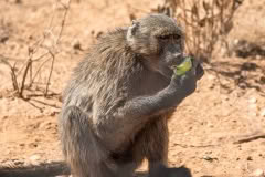 Mobile African Safari with Merubisi Safaris