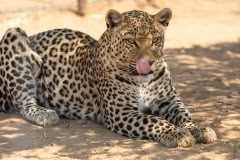 Mobile African Safari with Merubisi Safaris