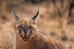 Mobile African Safari with Merubisi Safaris