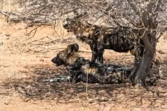 Mobile African Safari with Merubisi Safaris