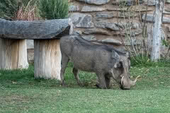Mobile African Safari with Merubisi Safaris