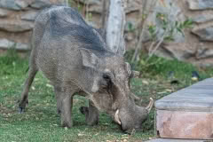 Mobile African Safari with Merubisi Safaris