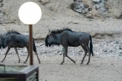 Mobile African Safari with Merubisi Safaris