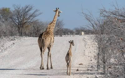 Exploring Namibia and Botswana