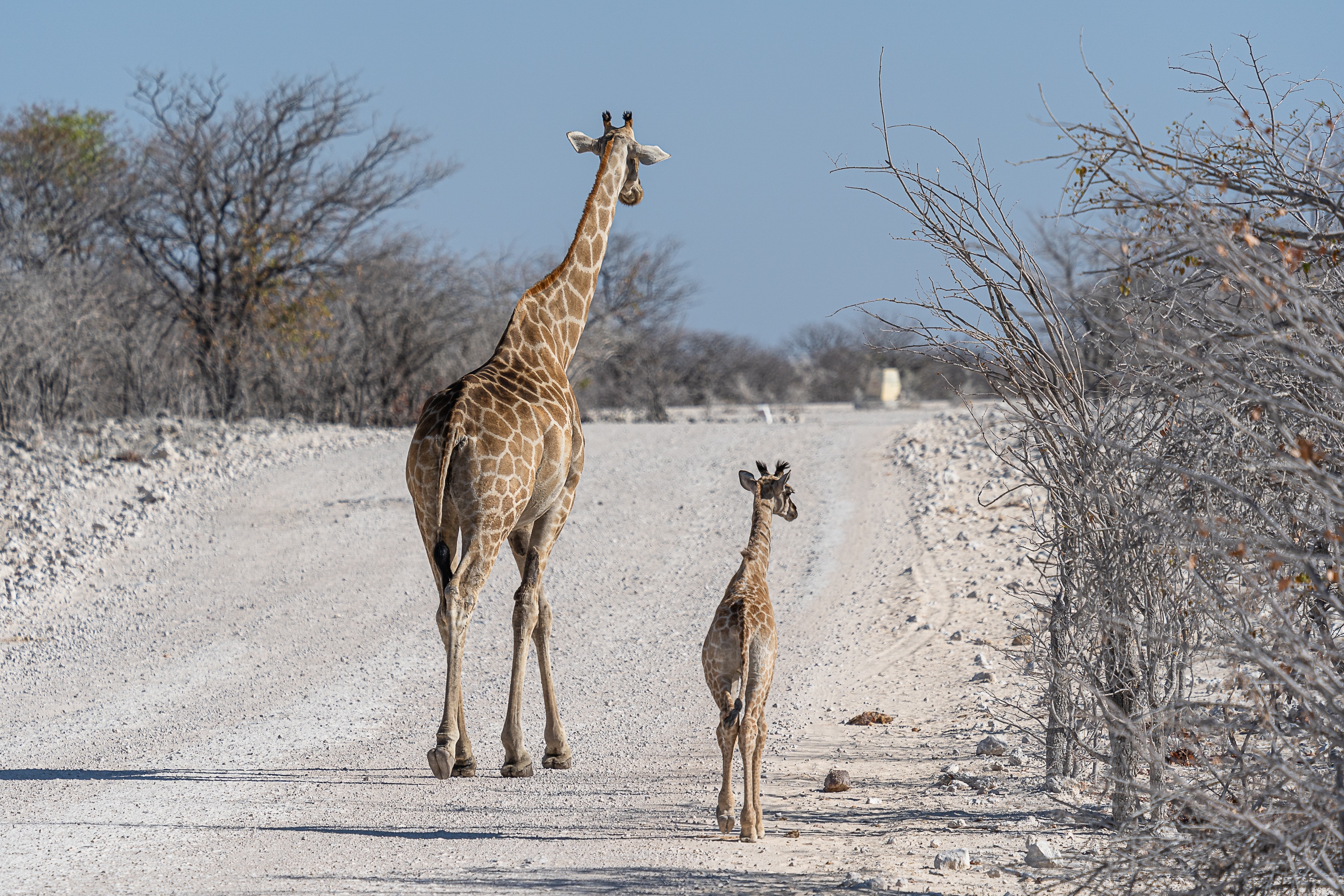 Exploring Namibia and Botswana