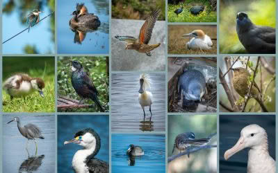 New Zealand Birds