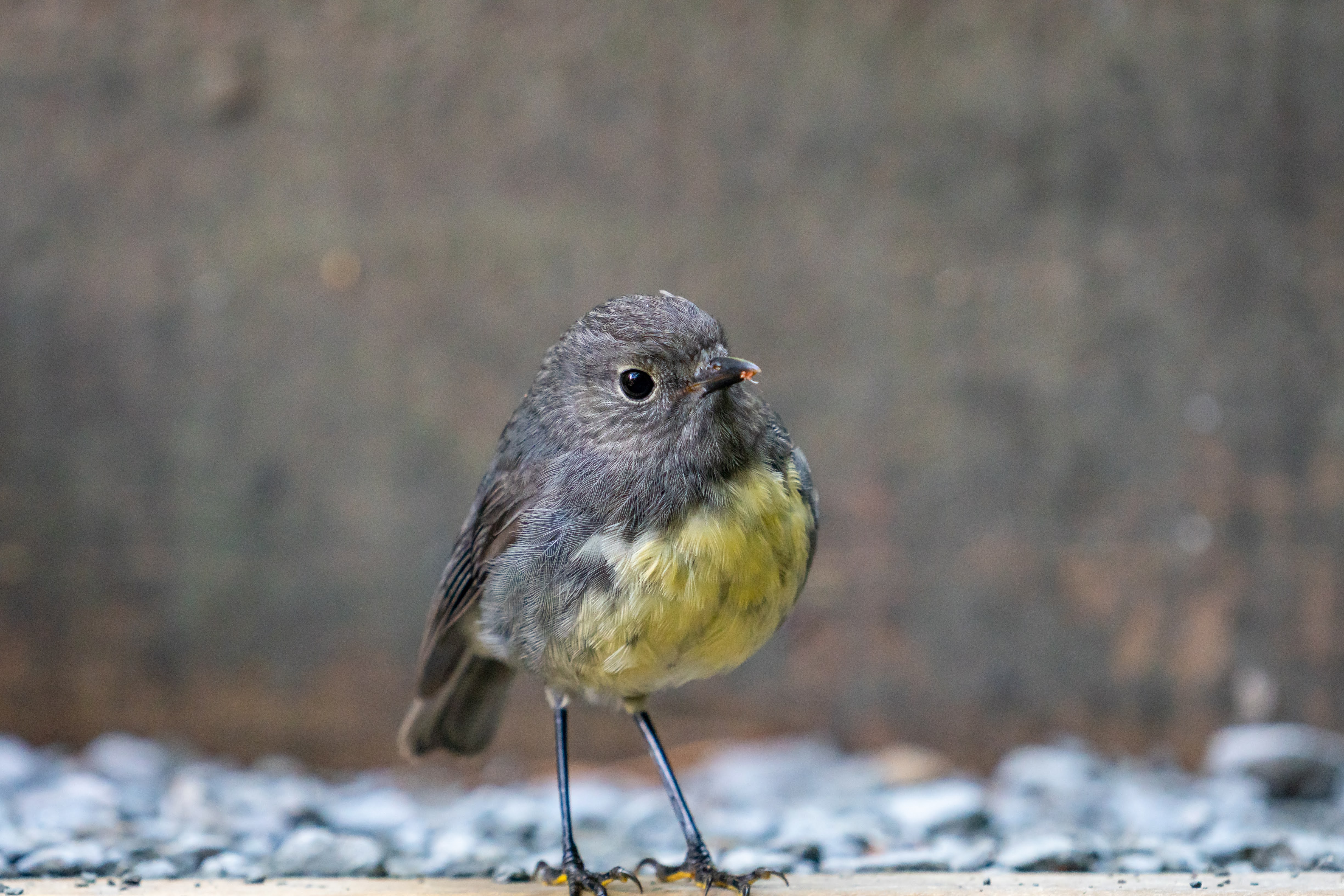 Arthurs pass robin