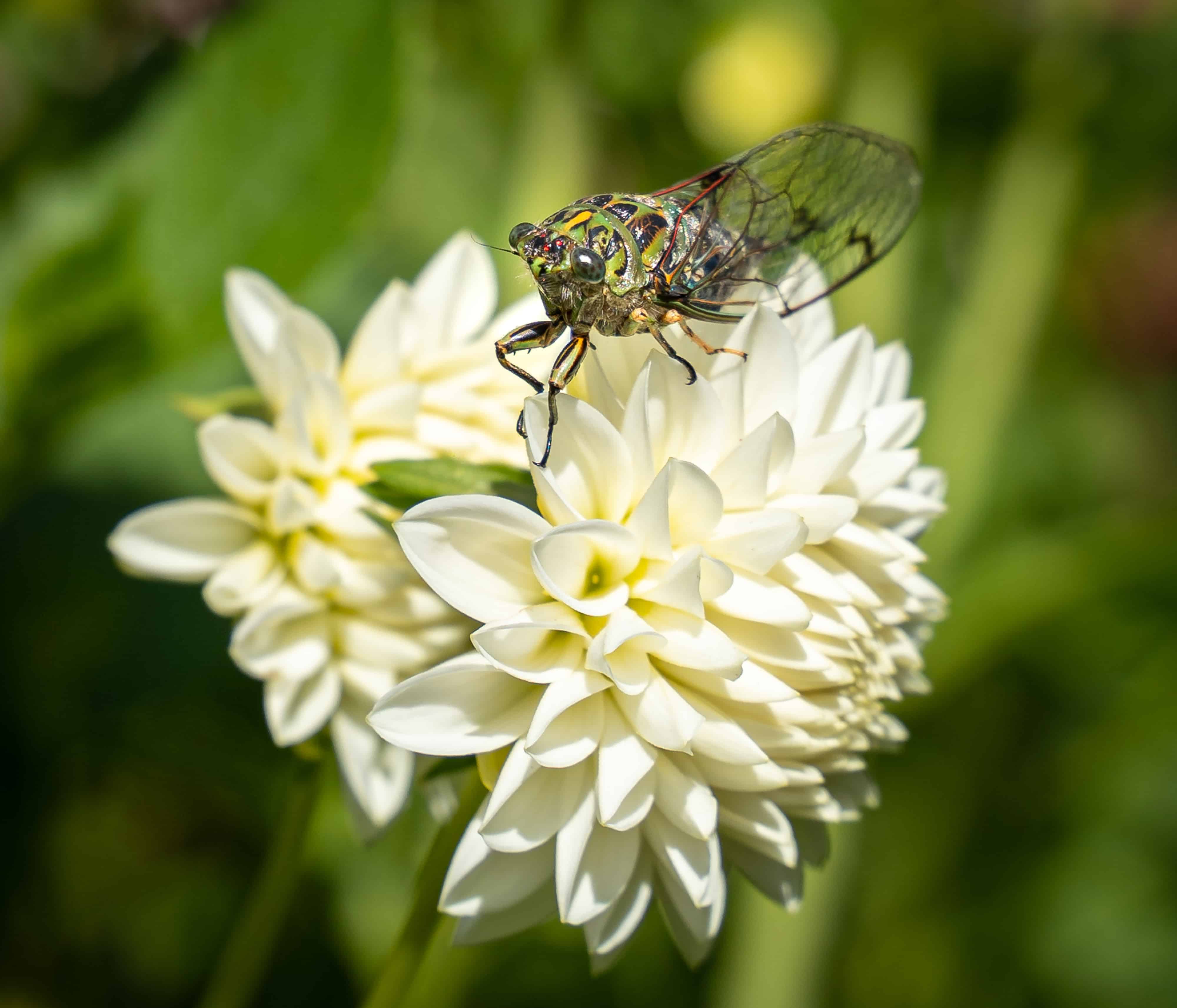 Hagley Park cicada