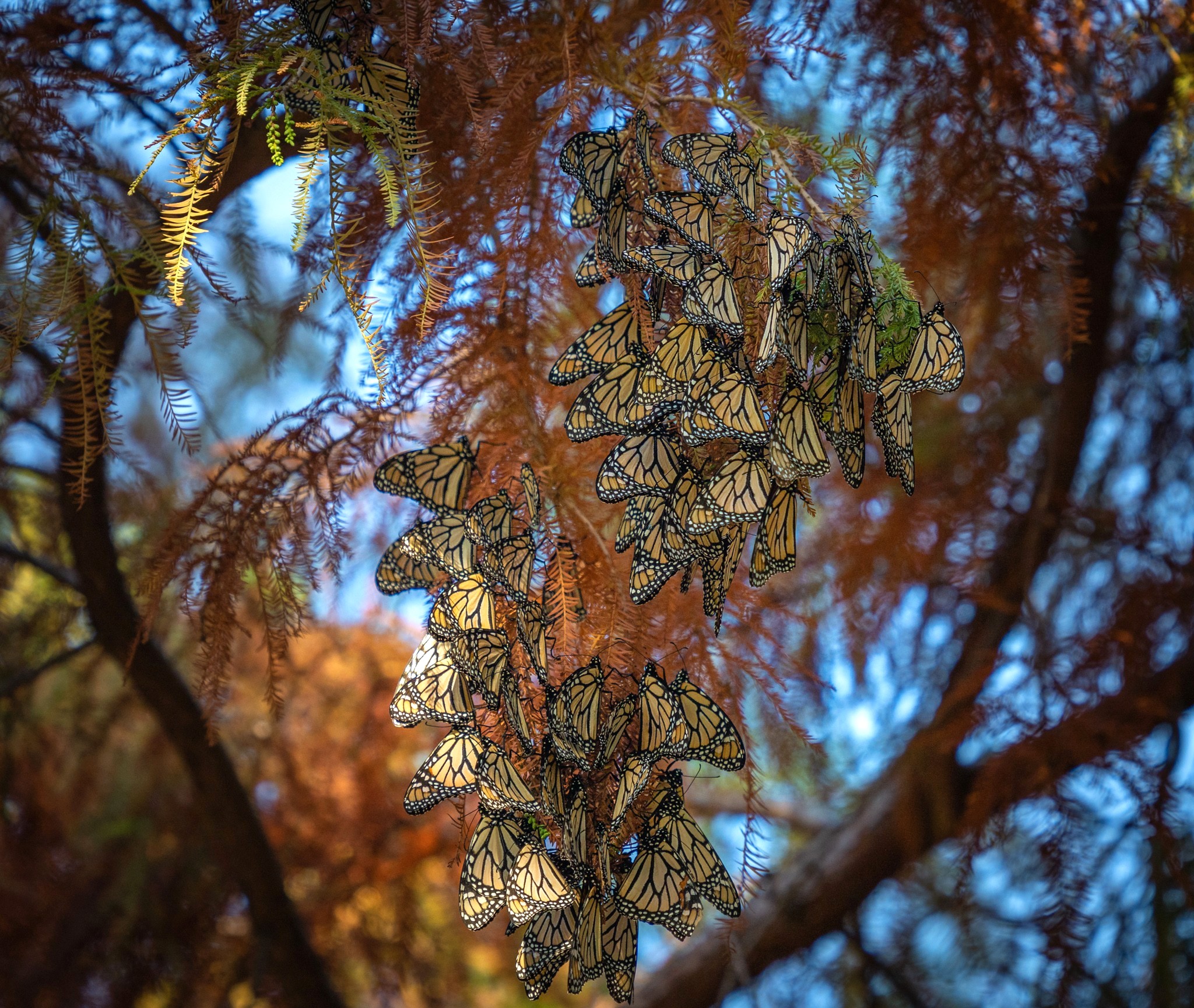 Christchurch butterflys