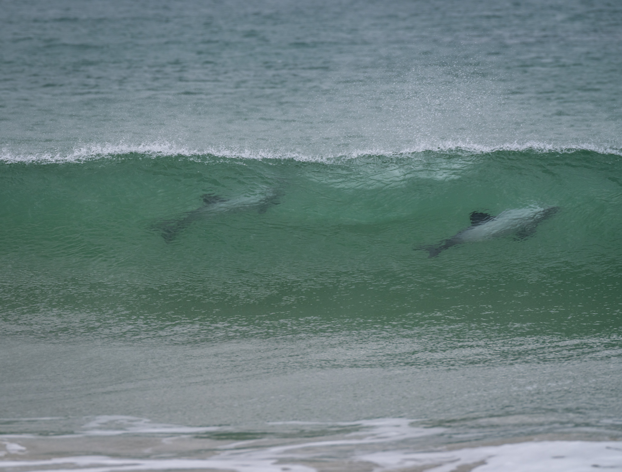 Curio Bay hectors dolphins