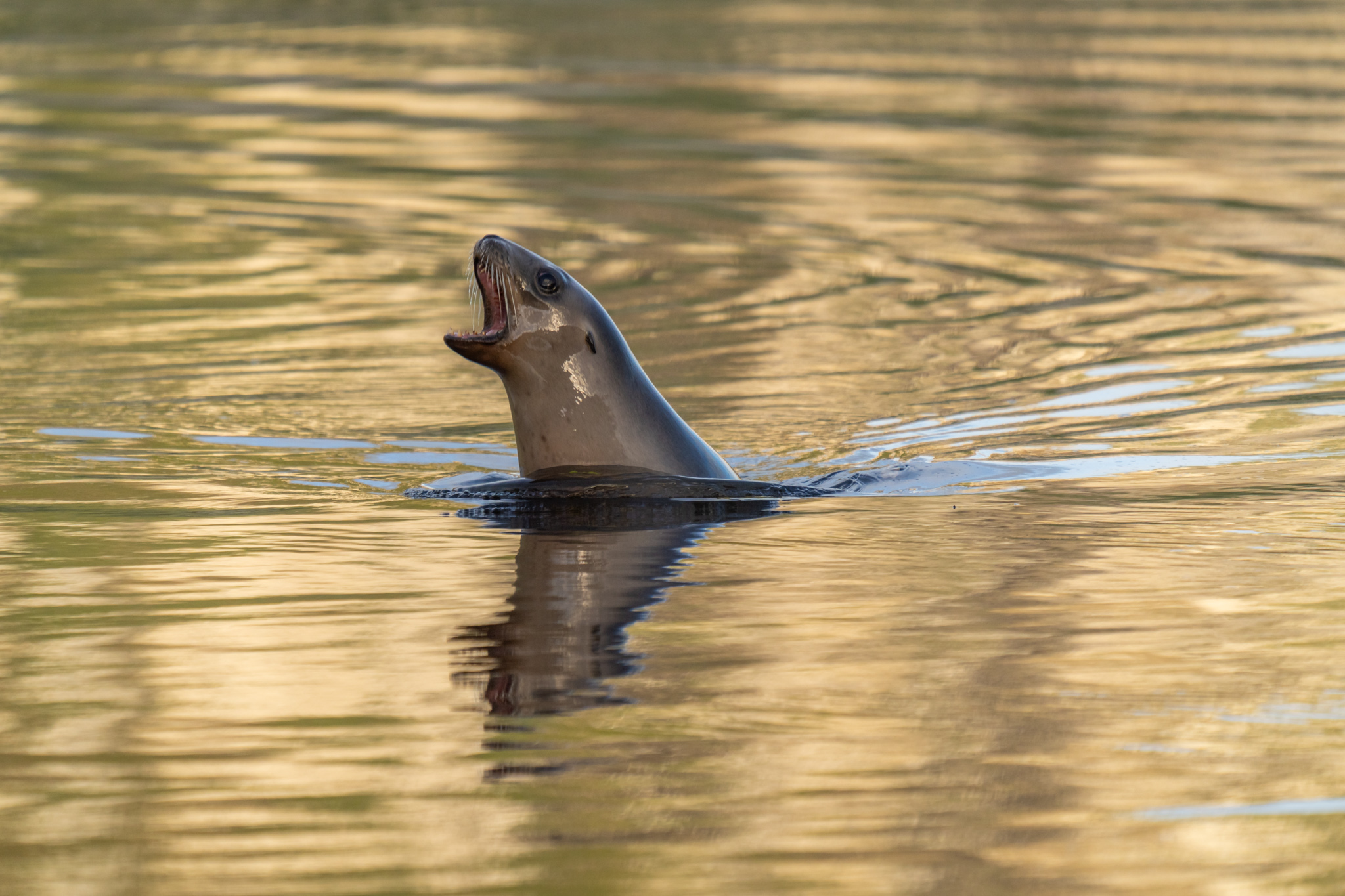 Catlins young seal lion