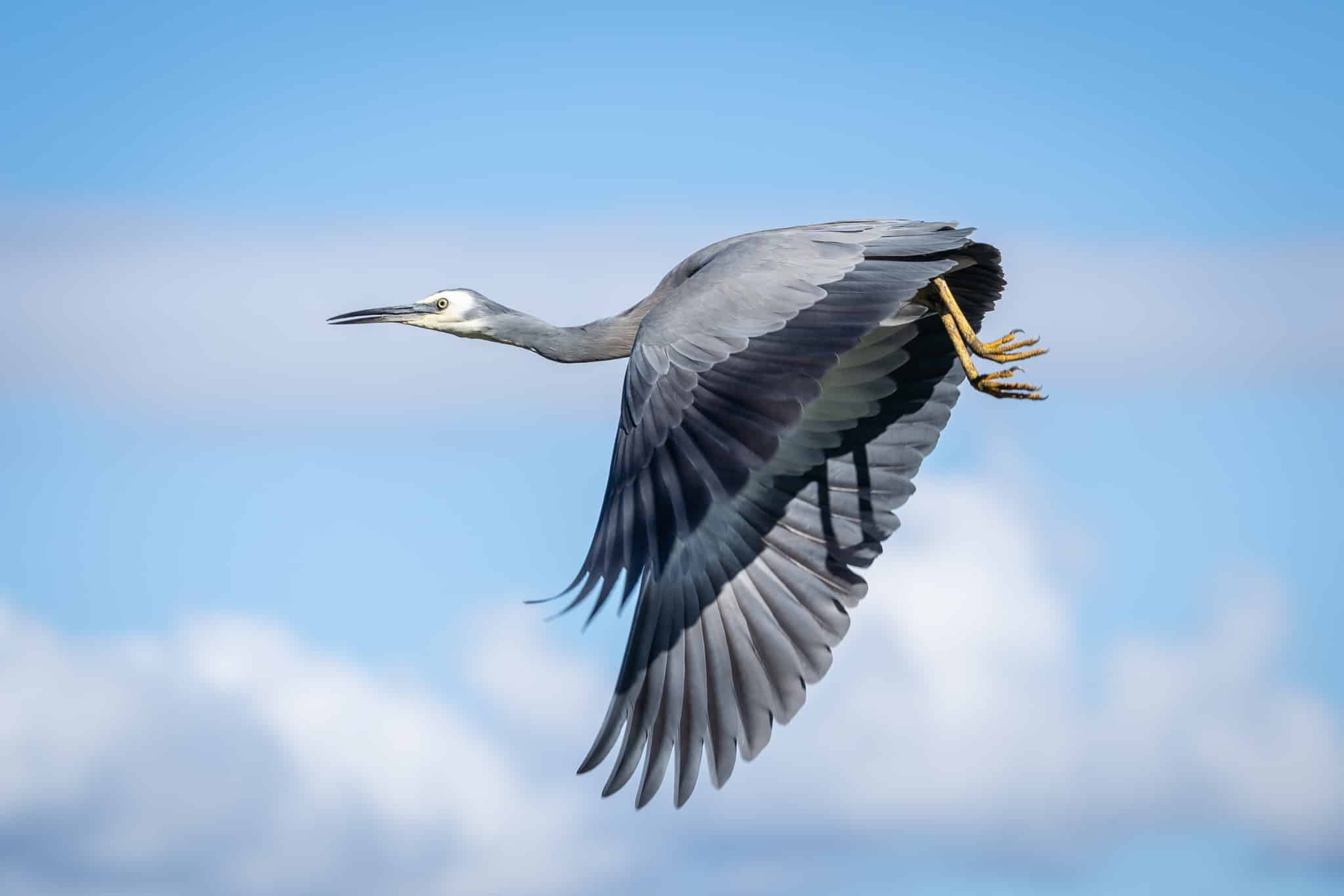 Heron in flight