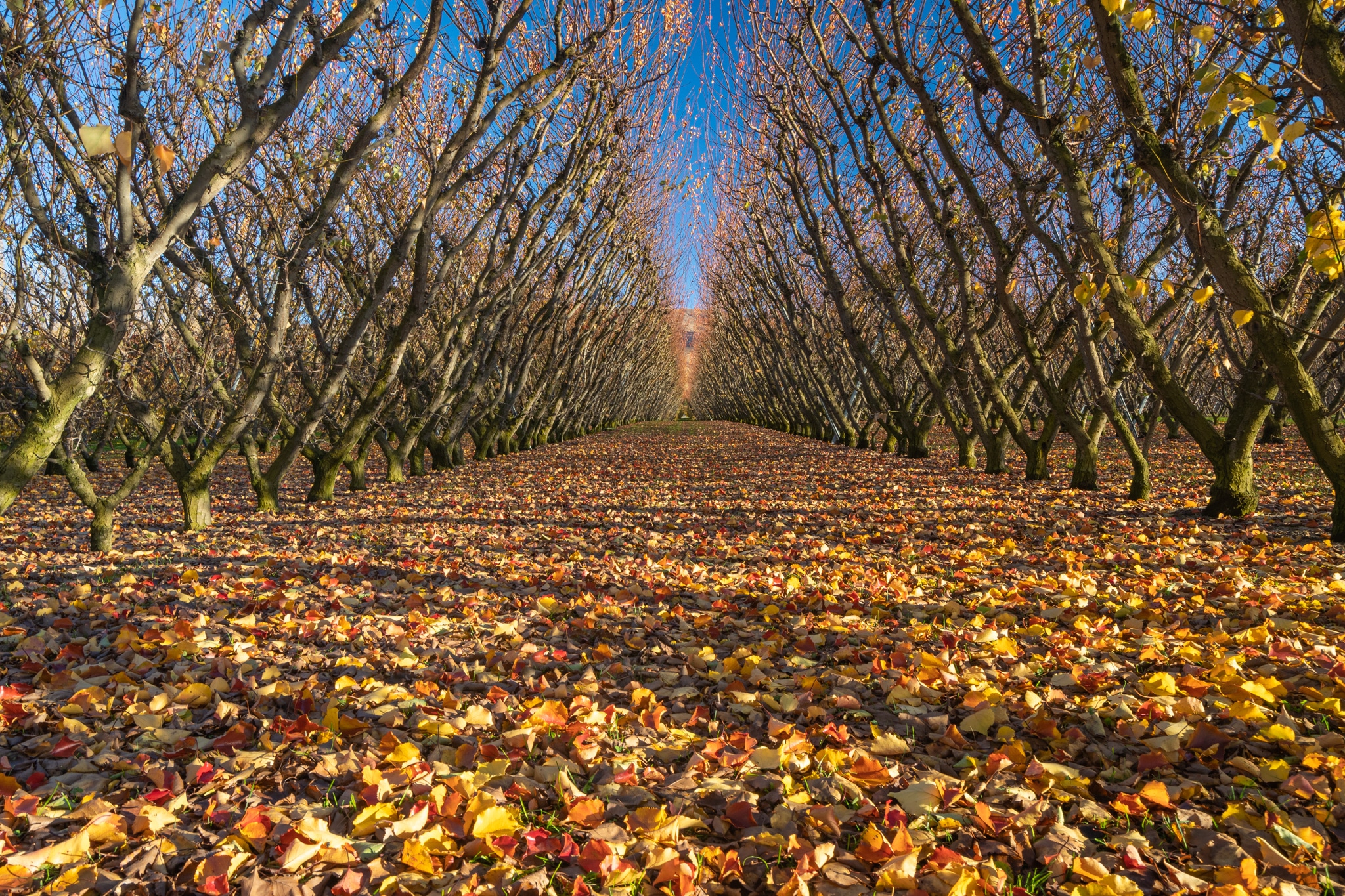 Autumn fruit trees central otago