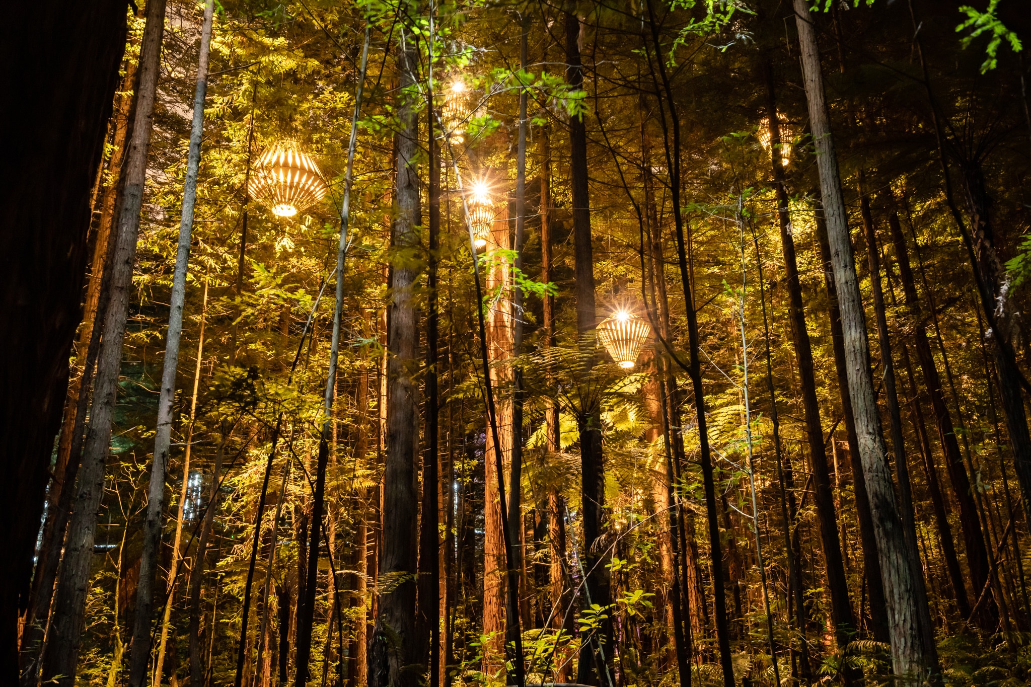 Rotorua redwood forest