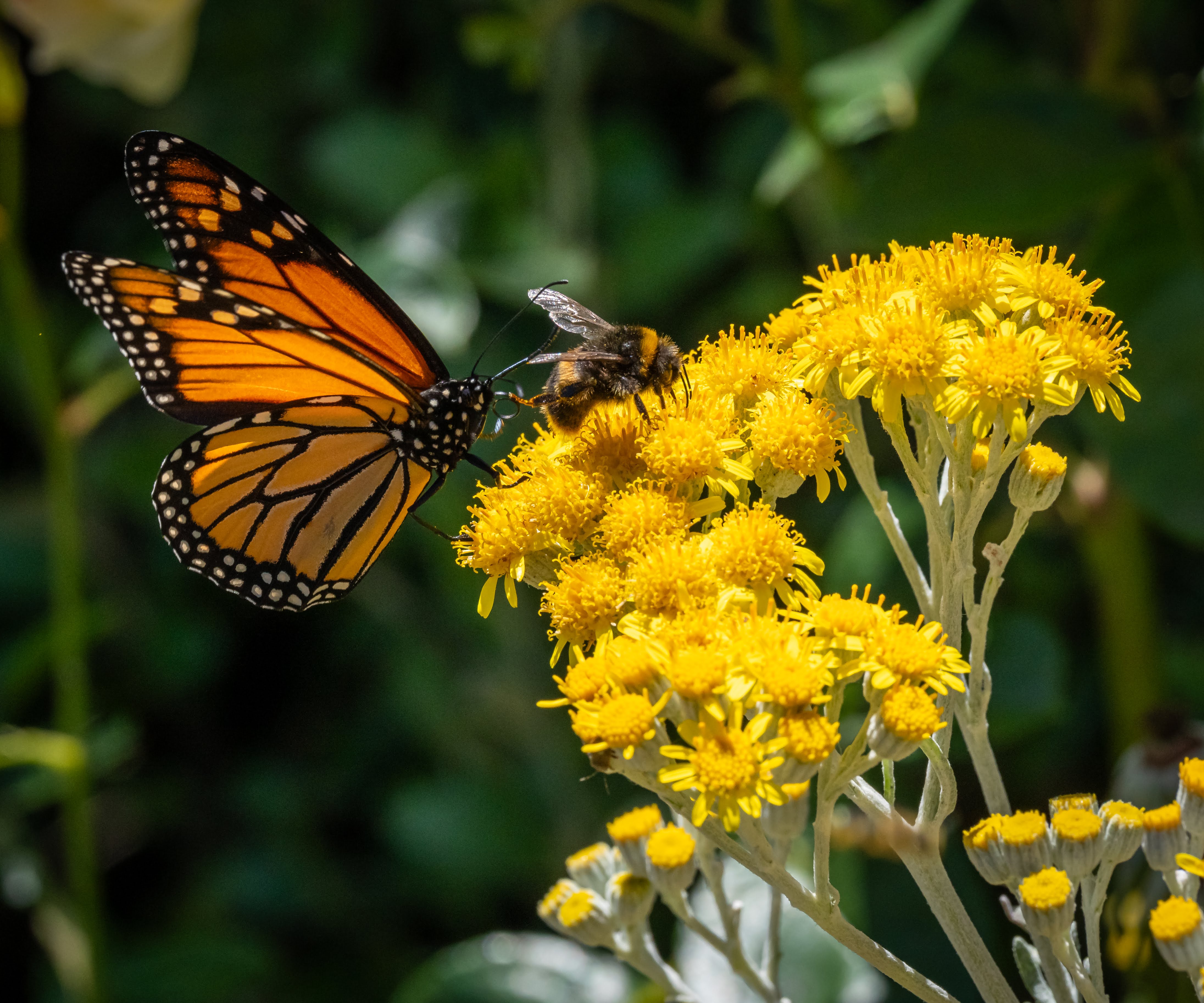 bee and butterfly sharing a flower