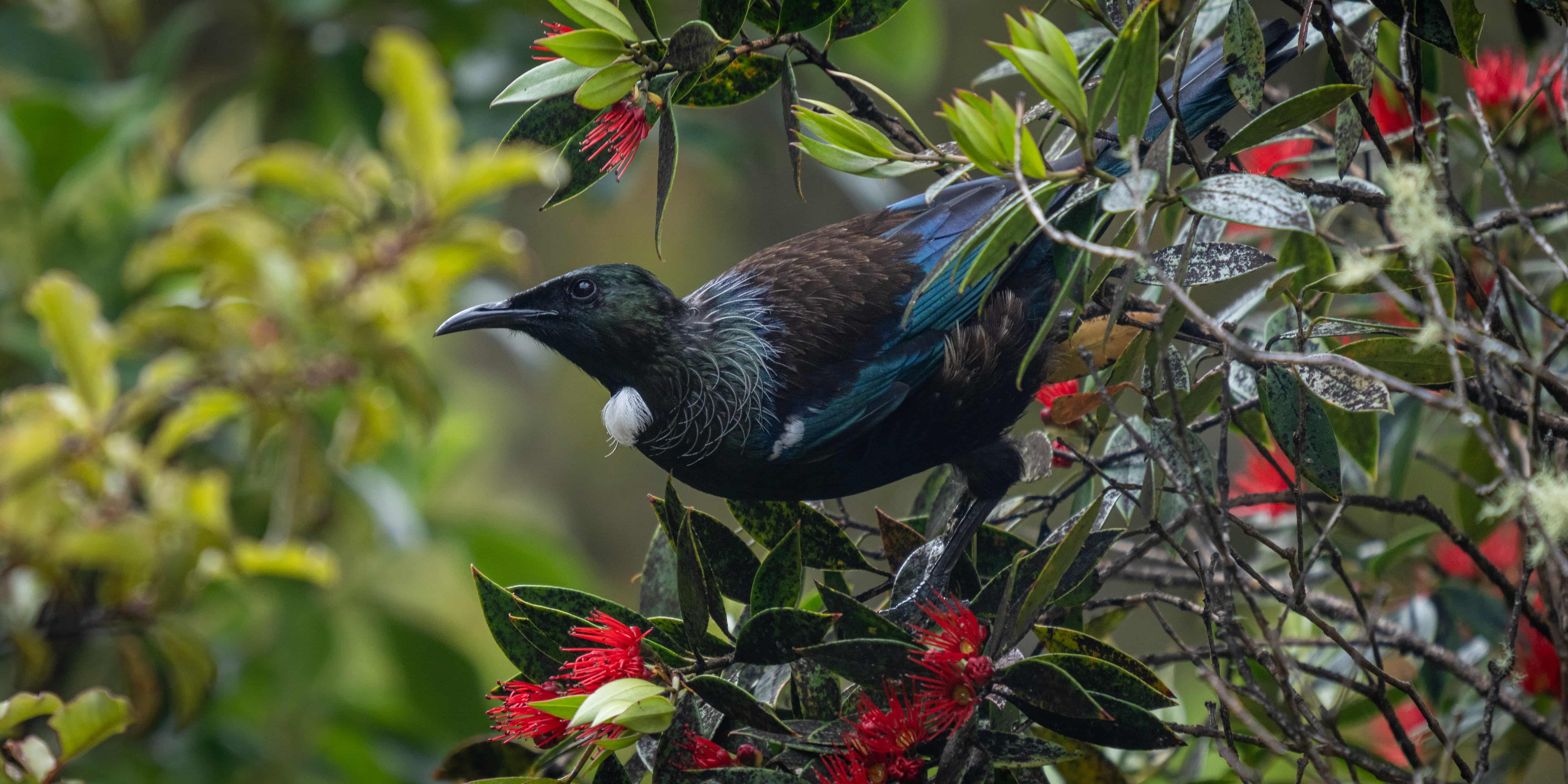 Tui in rata in Catlins