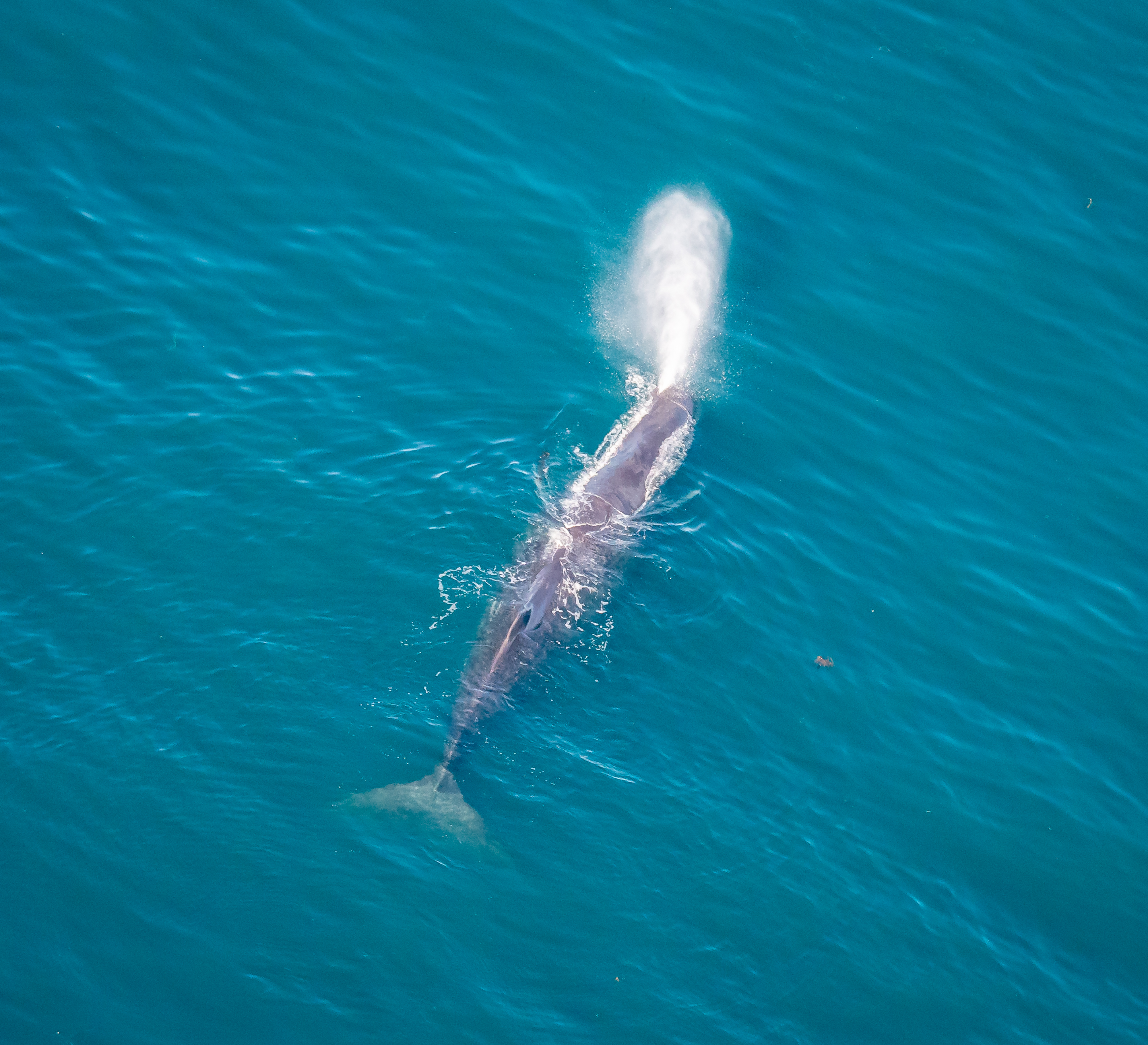 Sperm whale from place, Kairkoura