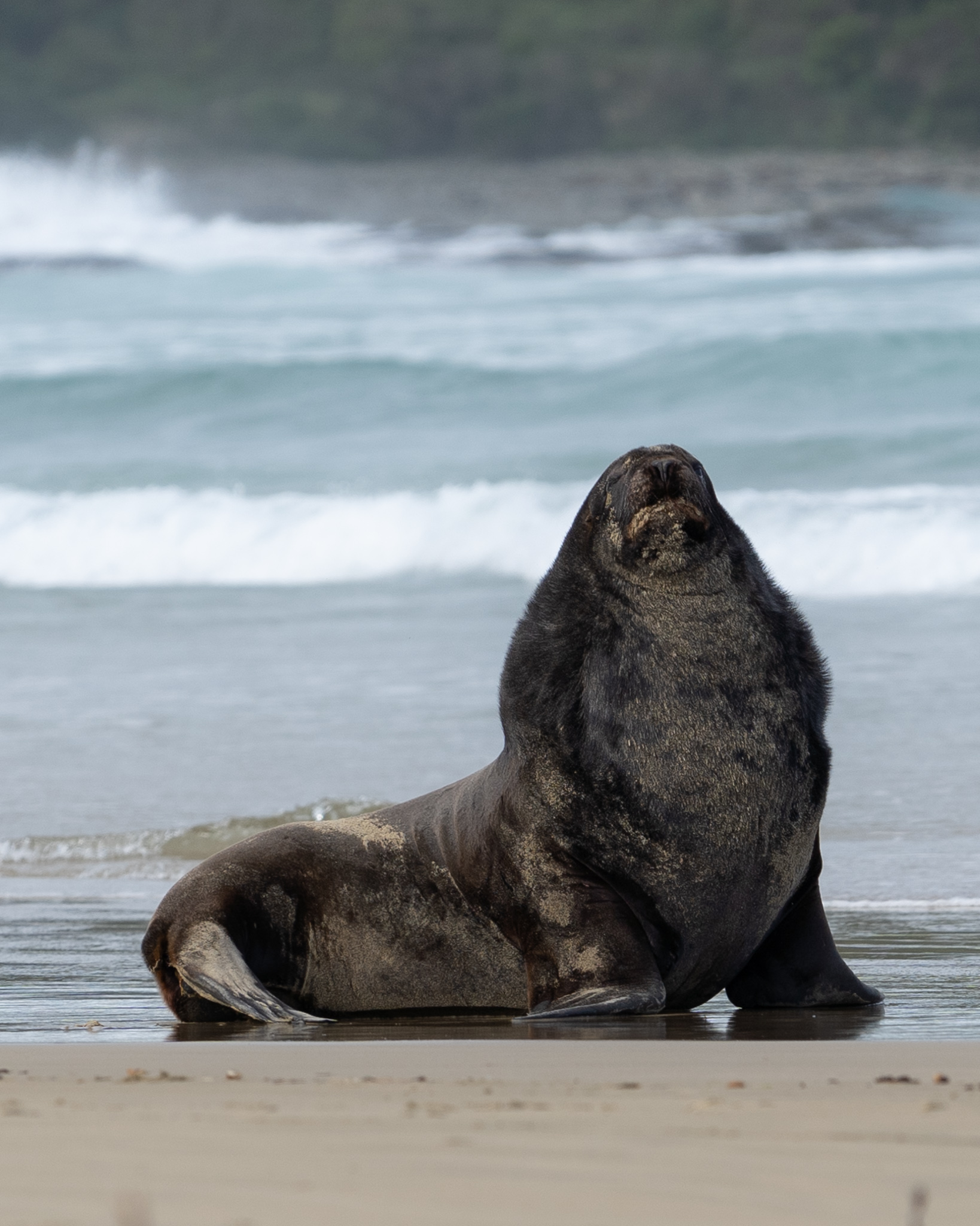 Catlins male sea lion