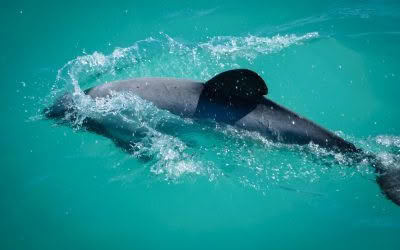 A night and a day in stunning Akaroa